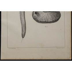 1839 - Spirobranche-arbre de Noël 