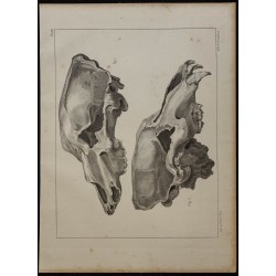 1839 - Crânes fossiles d’ours 