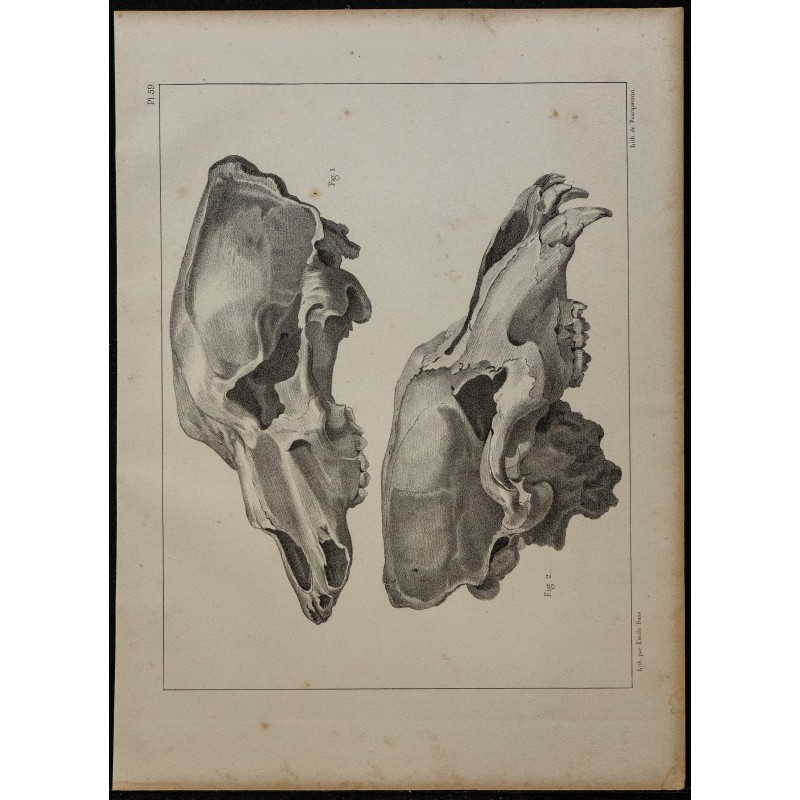 1839 - Crânes fossiles d’ours 