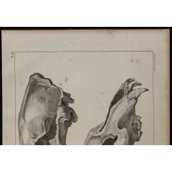 1839 - Crânes fossiles d’ours 