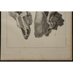 1839 - Crânes fossiles d’ours 