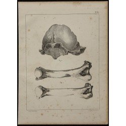 1839 - Crâne et humérus d’ours 