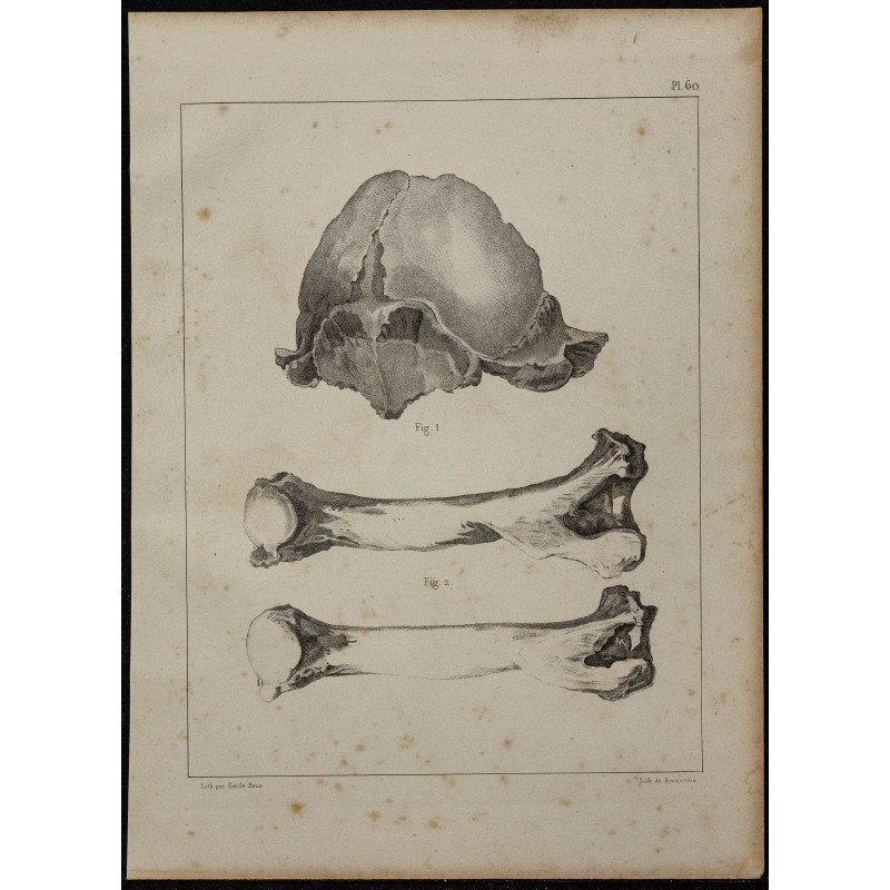 1839 - Crâne et humérus d’ours 