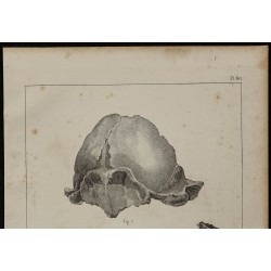 1839 - Crâne et humérus d’ours 