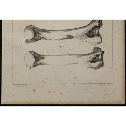 1839 - Crâne et humérus d’ours 