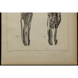 1839 - Lésions d'urètre & testicule 