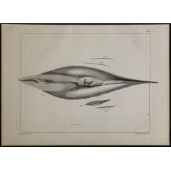 1839 - Parties génitales et mamelons d'une baleine 