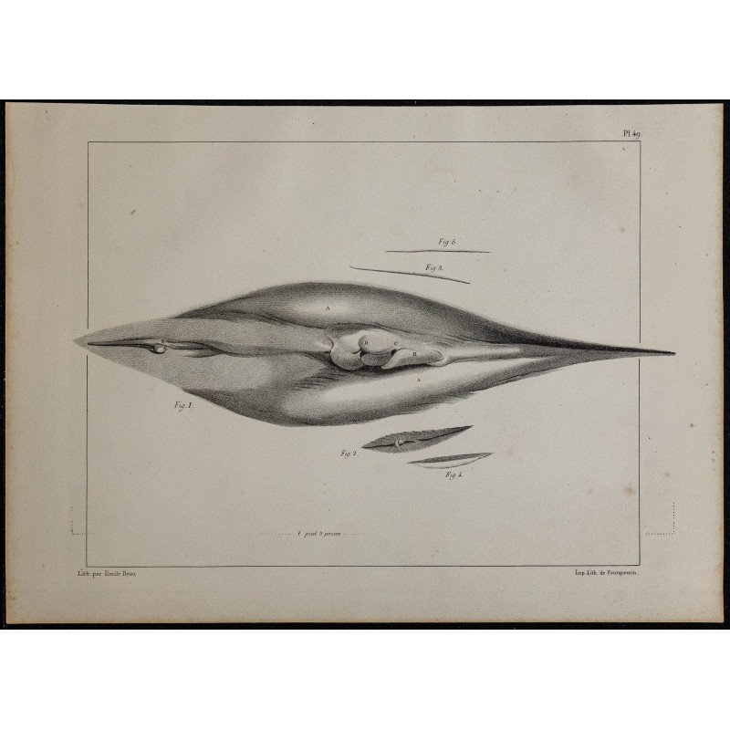 1839 - Parties génitales et mamelons d'une baleine 