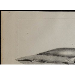1839 - Parties génitales et mamelons d'une baleine 