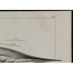 1839 - Parties génitales et mamelons d'une baleine 