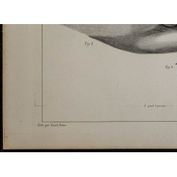 1839 - Parties génitales et mamelons d'une baleine 
