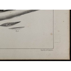 1839 - Parties génitales et mamelons d'une baleine 