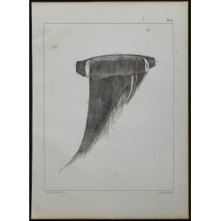 1839 - Lame et fanon du rorqual 