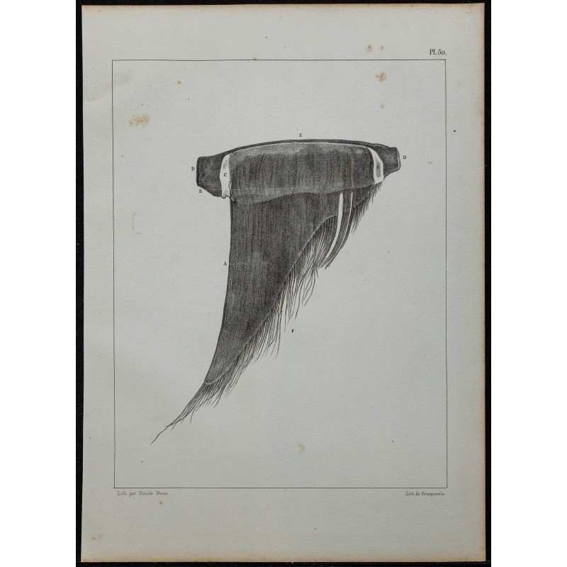 1839 - Lame et fanon du rorqual 