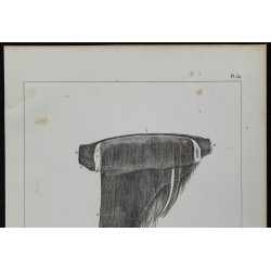 1839 - Lame et fanon du rorqual 