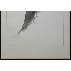 1839 - Lame et fanon du rorqual 