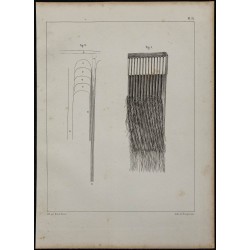 1839 - Fanons de baleine 