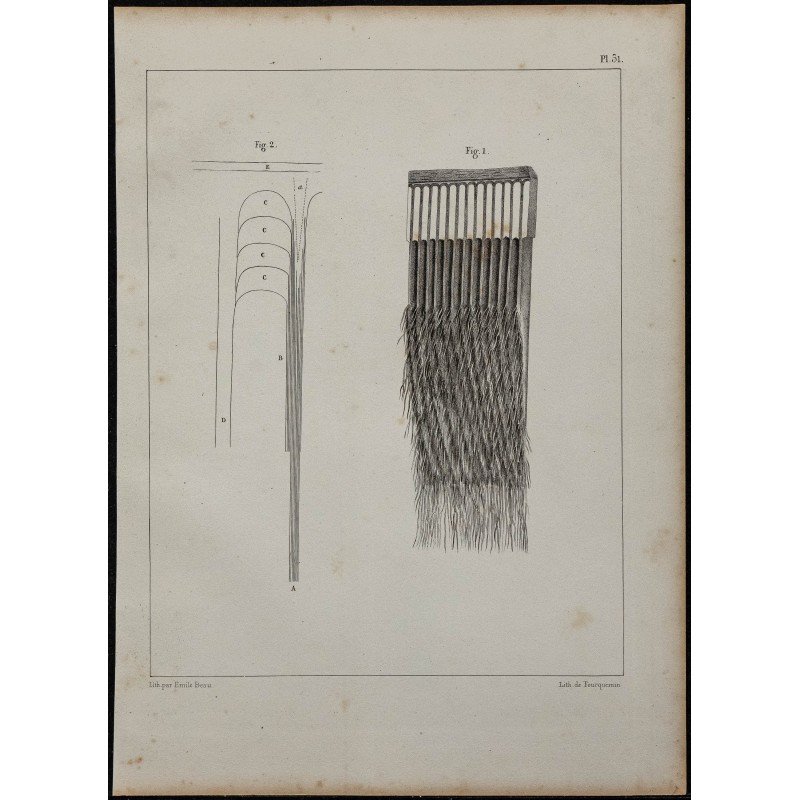 1839 - Fanons de baleine 