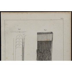 1839 - Fanons de baleine 