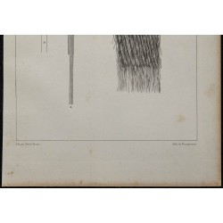 1839 - Fanons de baleine 