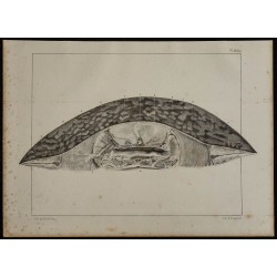 1839 - Section transversale d'une torpille 