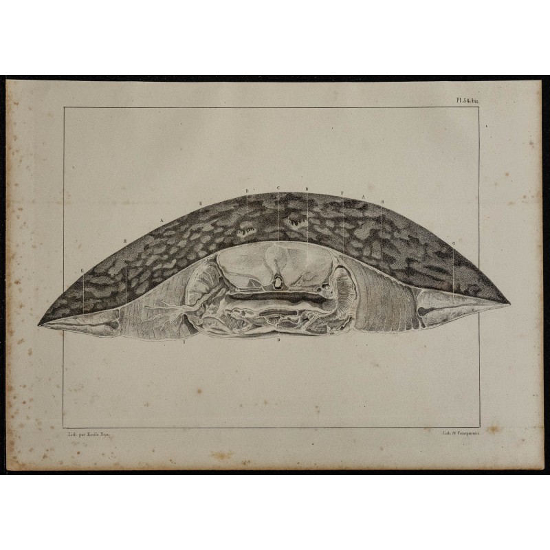 1839 - Section transversale d'une torpille 