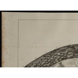 1839 - Section transversale d'une torpille 