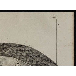 1839 - Section transversale d'une torpille 