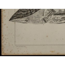 1839 - Section transversale d'une torpille 