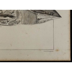1839 - Section transversale d'une torpille 