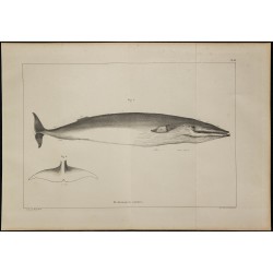 1839 - Anatomie de baleine rorqual 