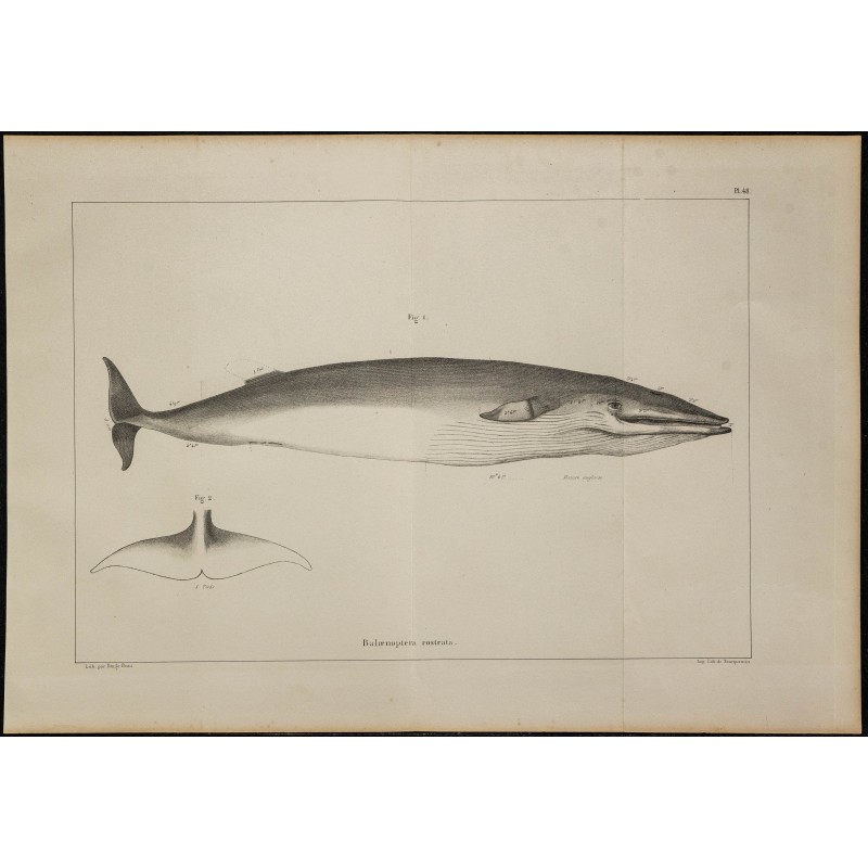 1839 - Anatomie de baleine rorqual 