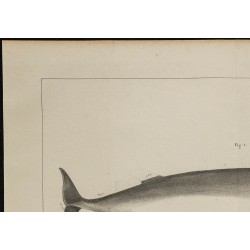 1839 - Anatomie de baleine rorqual 