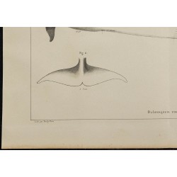 1839 - Anatomie de baleine rorqual 