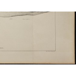 1839 - Anatomie de baleine rorqual 