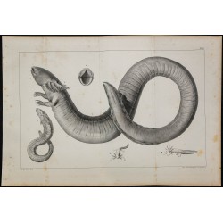 1839 - Sirène de Caroline du Sud 