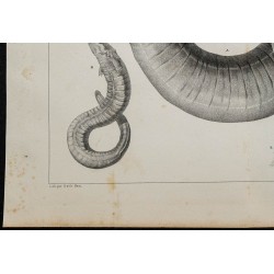 1839 - Sirène de Caroline du Sud 