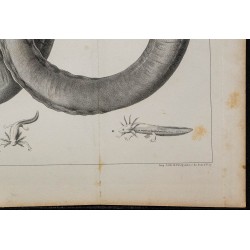 1839 - Sirène de Caroline du Sud 
