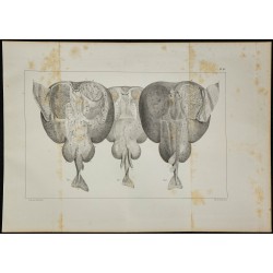 1839 - Organes électriques et cartilages de torpille 