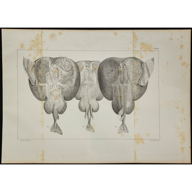 1839 - Organes électriques et cartilages de torpille 