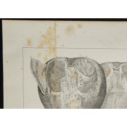 1839 - Organes électriques et cartilages de torpille 