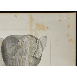 1839 - Organes électriques et cartilages de torpille 