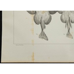 1839 - Organes électriques et cartilages de torpille 