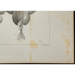 1839 - Organes électriques et cartilages de torpille 