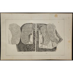 1839 - Organes électriques et innervation de torpille 