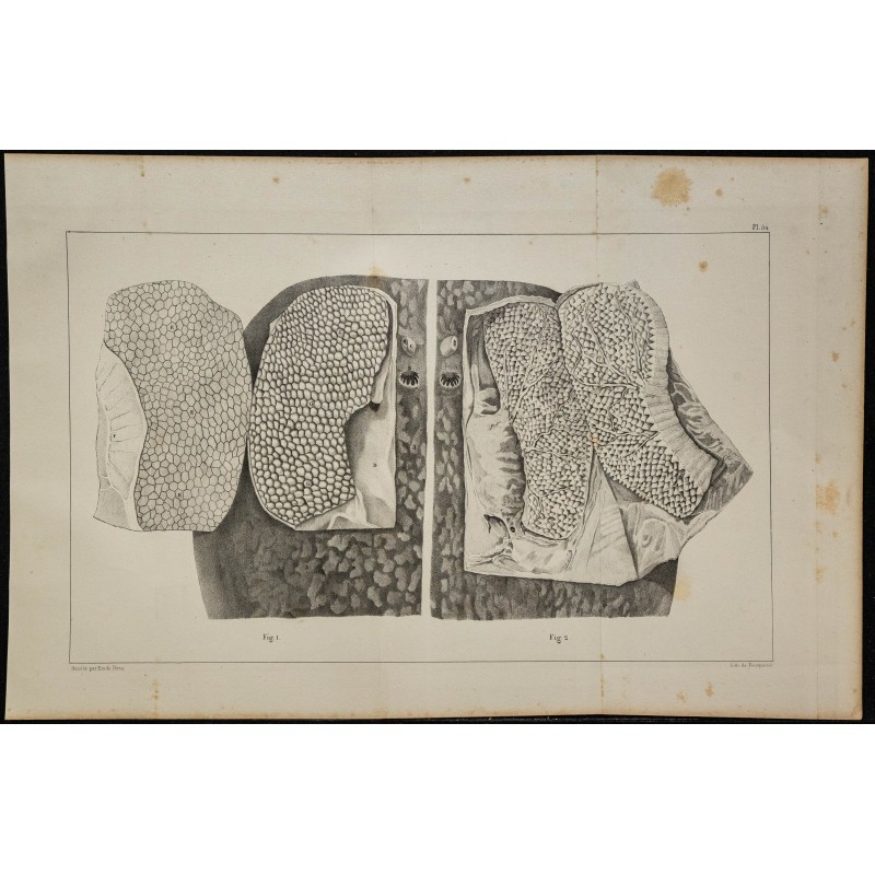 1839 - Organes électriques et innervation de torpille 
