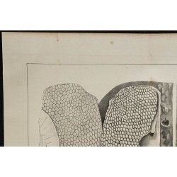 1839 - Organes électriques et innervation de torpille 