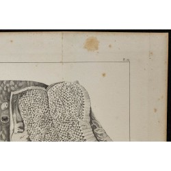 1839 - Organes électriques et innervation de torpille 