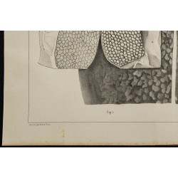 1839 - Organes électriques et innervation de torpille 