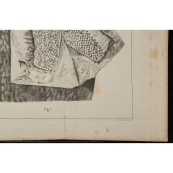 1839 - Organes électriques et innervation de torpille 